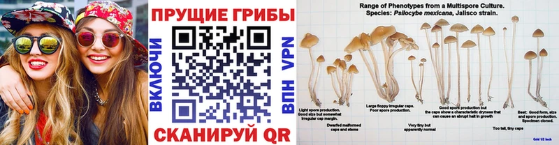 где найти наркотики  Новотроицк  Галлюциногенные грибы мухоморы 